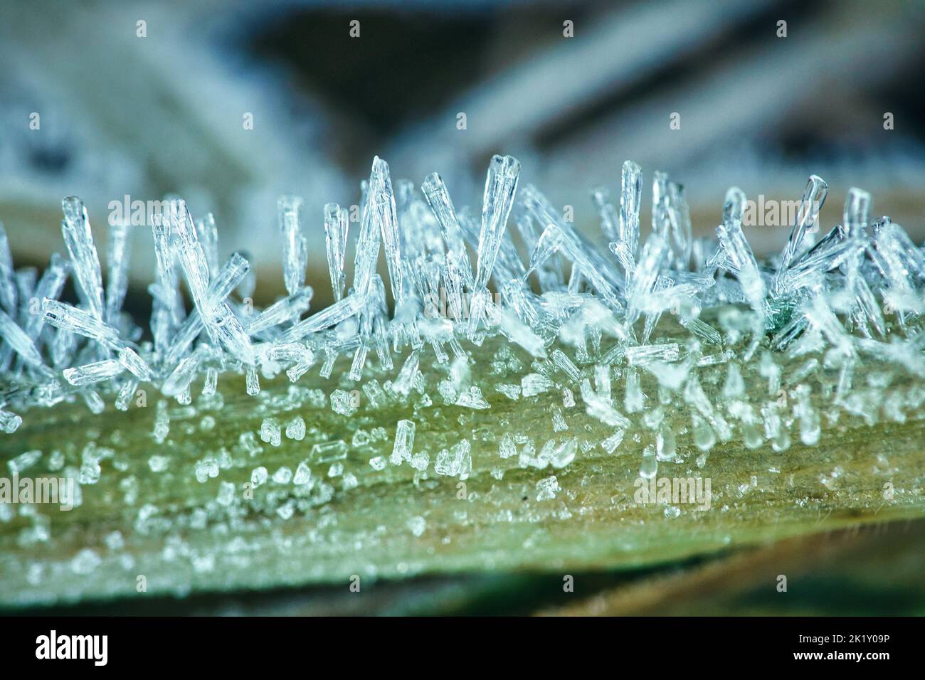 Cristalli di ghiaccio su un filo d'erba in inverno. Primo piano dell'acqua congelata. Macro scattata dalla natura Foto Stock