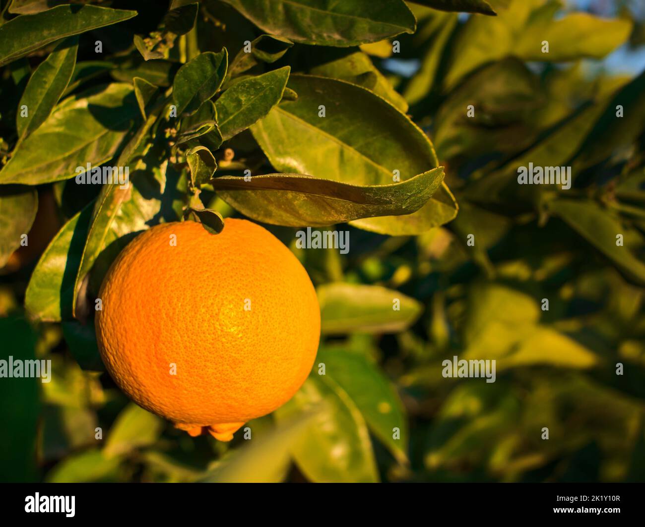 Primo piano di un arancio e di un tramonto. Luce del sole su un frutto. Foto Stock