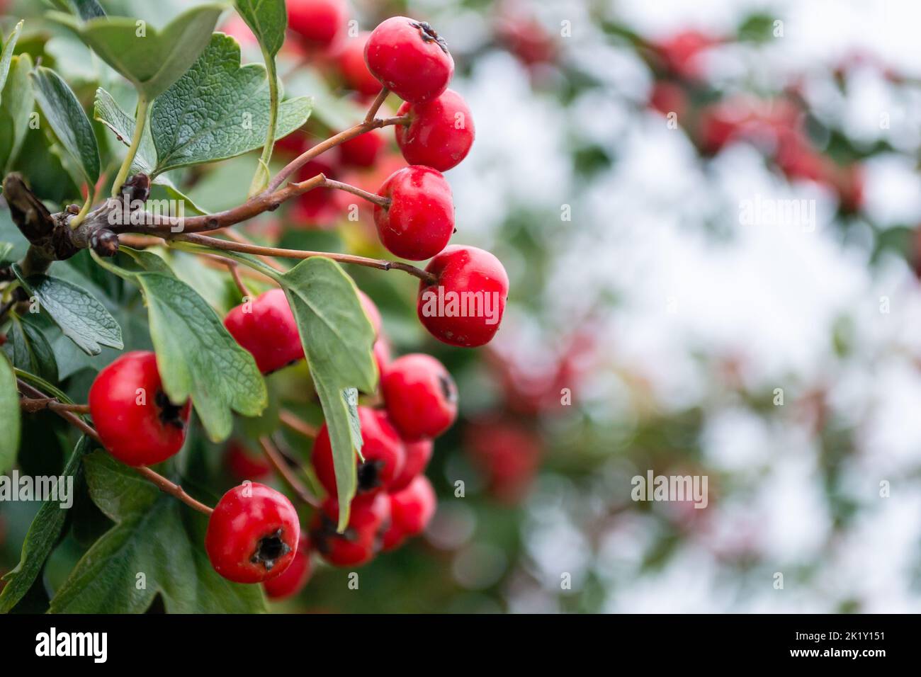 Crataegus monogyna albero con tanti frutti. Crataegus coccinea frutti rossi sani e ornamentali, bellissimi rami di albero con foglie verdi. Foto Stock