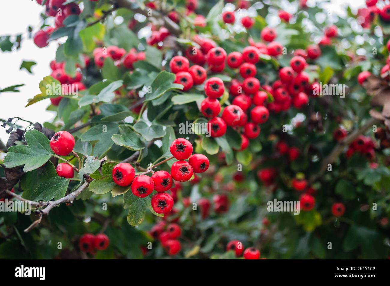 Crataegus monogyna albero con tanti frutti. Crataegus coccinea frutti rossi sani e ornamentali, bellissimi rami di albero con foglie verdi. Foto Stock