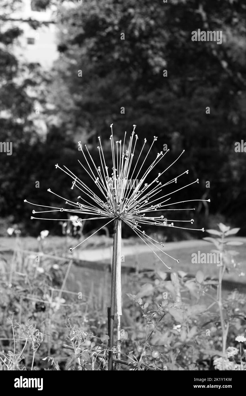 Interessante fiore selvatico che cresce nel prato soleggiato in bianco e nero monocromatico. Foto Stock