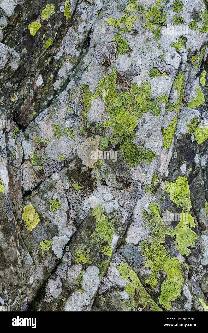 Macchie di lichene giallo verde su una parete rocciosa a strapiombo, Inghilterra. Foto Stock