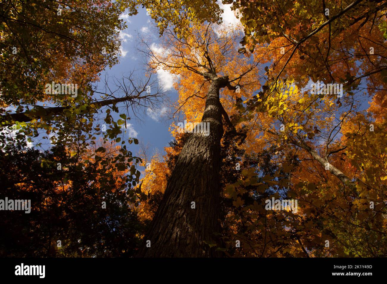 Un albero alto e maestoso in autunno, dipinto di arancione, circondato da torri di calce, tangerini e gialle sopra il resto. Foto Stock