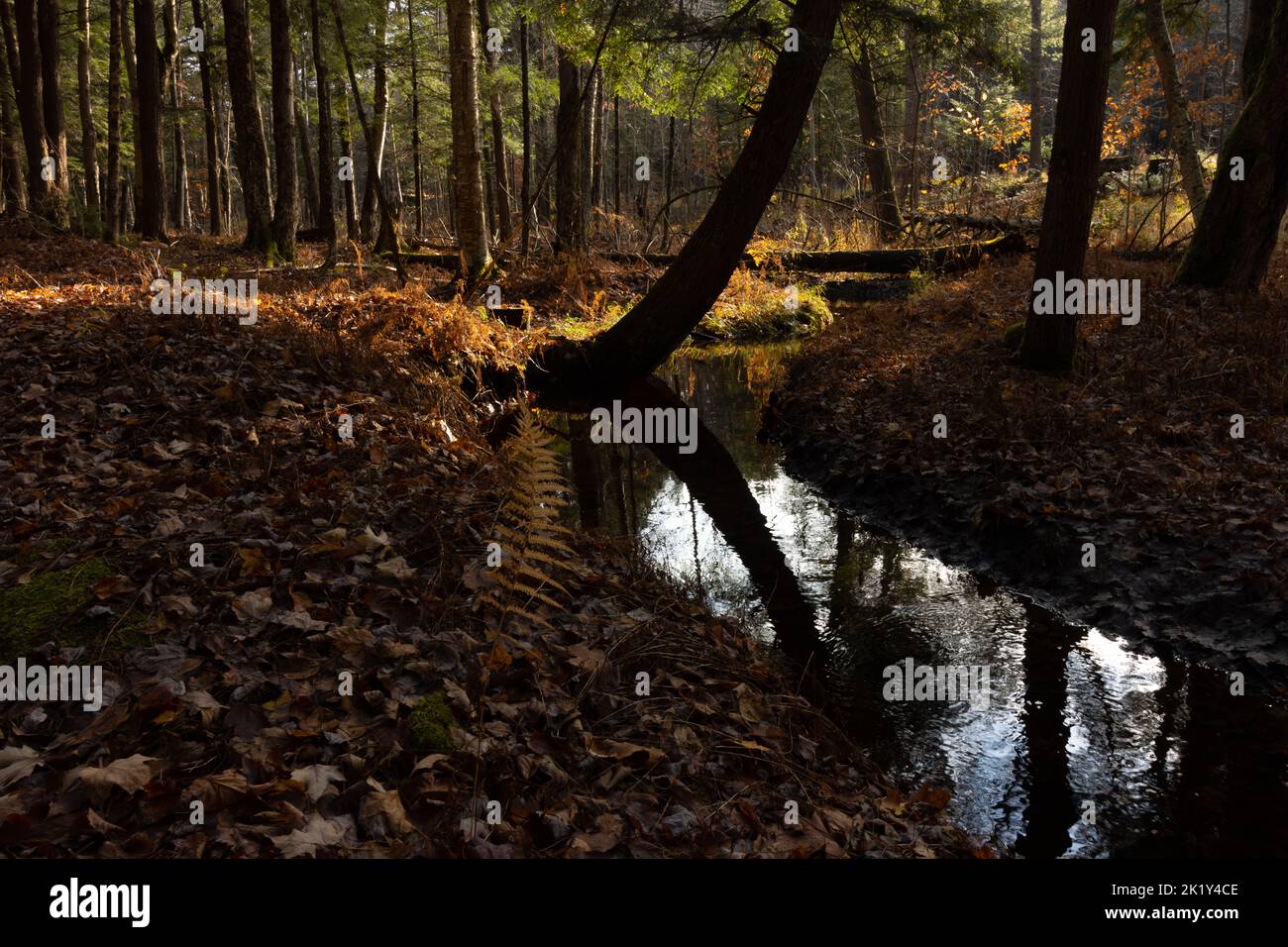 Un torrente forestale con tronco riflesso in tardo autunno, felci dorati prominenti, con foglie sparse sul terreno. Foto Stock
