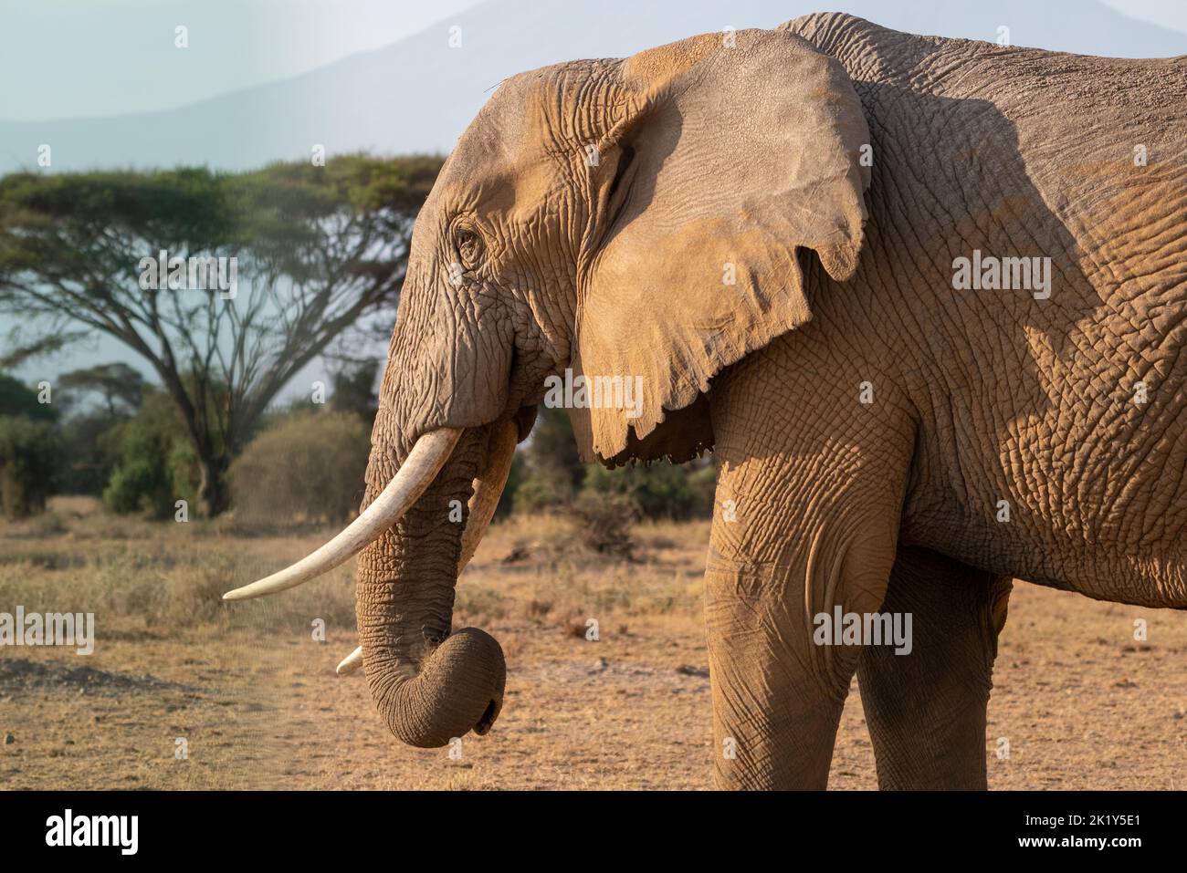 Un primo piano di un elefante al Parco Nazionale di Amboseli nella Contea di Kajiado, Kenya Foto Stock