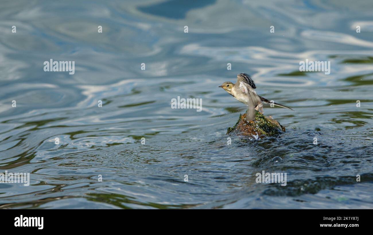 Una coda bianca nel delta del danubio in romania Foto Stock