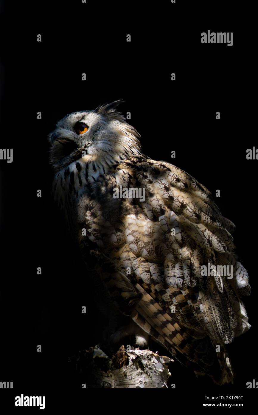 Sibirischer Uhu (B. bubo sibiricus) isolierter Hintergrund Foto Stock