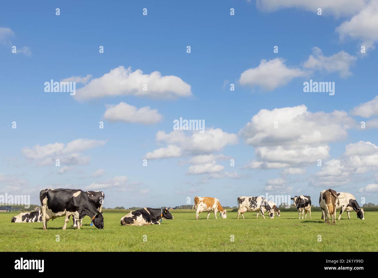 Gruppo di mucche pascolo nel pascolo, tranquillo e soleggiato in paesaggio olandese di terra pianeggiante con un cielo blu con le nuvole Foto Stock