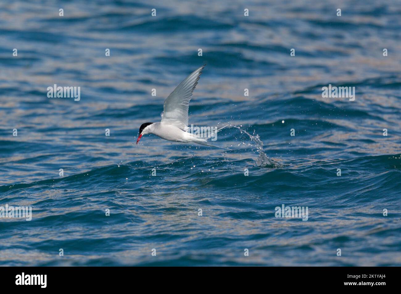 terna artica dopo l'immersione in volo sul mare blu Foto Stock