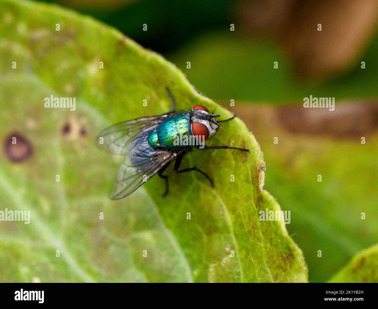 Primo piano pulito di una mosca verde comune - lucilla caesar - arroccata su una foglia in un pomeriggio d'autunno soleggiato. Foto Stock