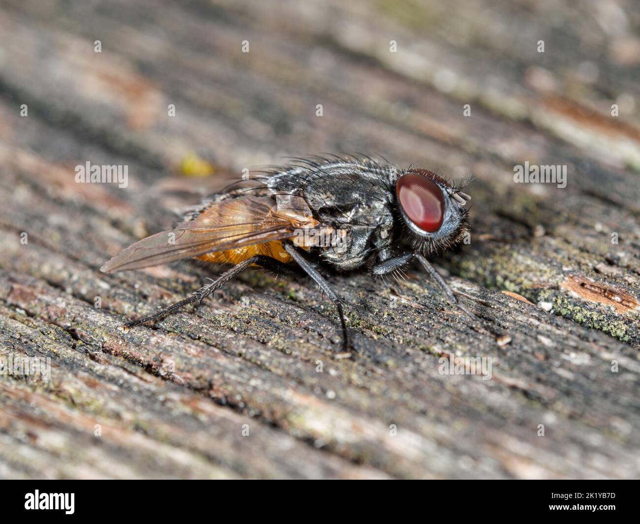 Primo piano di una mosca domestica (Musca autumnalis) posata su una superficie lignea ruvida, che mostra i suoi grandi occhi composti rossi e il corpo setoloso. Foto Stock