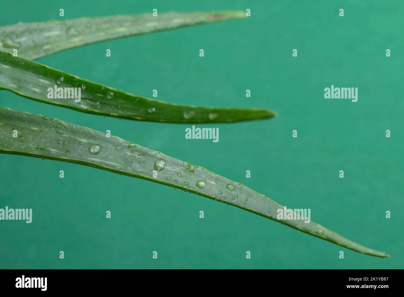 Gocce di pioggia sulle foglie di una pianta di aloe vera su sfondo verde Foto Stock