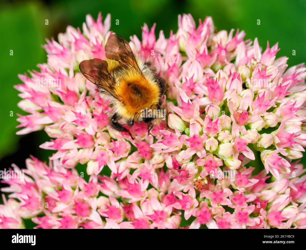 Ape comune (Bombus pascuorum) che raccoglie nettare su fiori di sedum rosa acceso in un vivace giardino estivo, primo piano, foto macro. Foto Stock