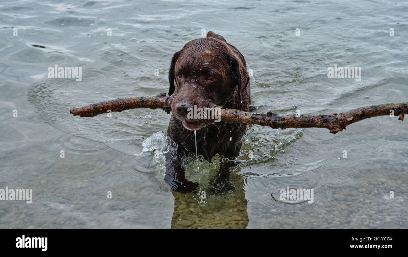 Labrador retriever nero bagnato che nuota nell'acqua del lago portando un grosso bastone in bocca Foto Stock