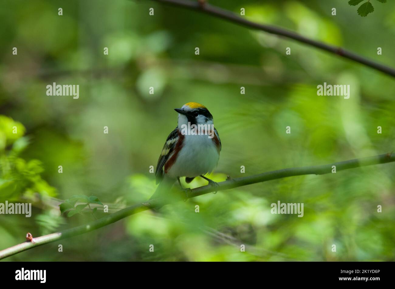 Castagno-lati Warbler su una filiale a New York Foto Stock Castagno-lati Warbler su una filiale a New York Foto Stock