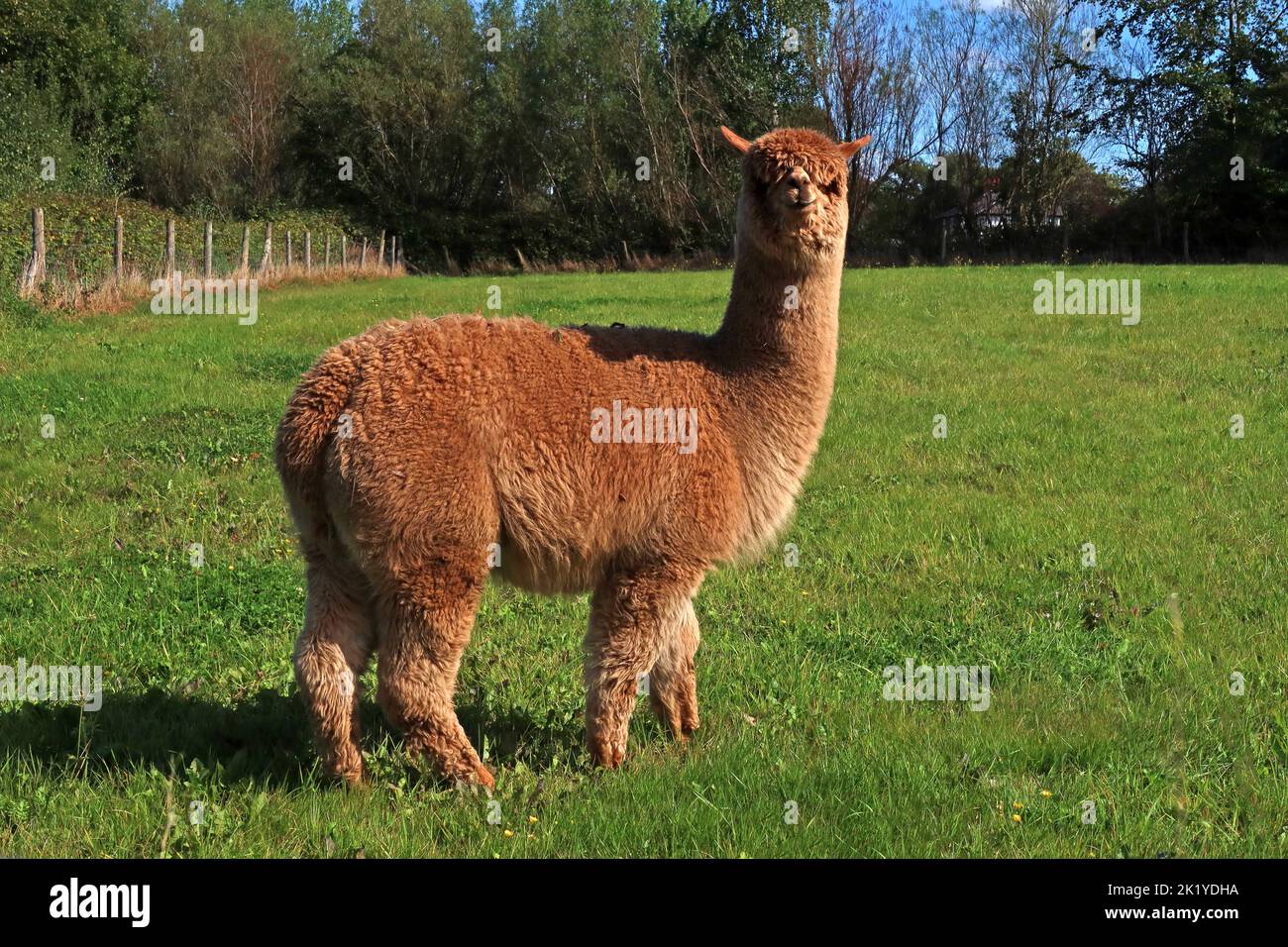Alpaca agricoltura un'interessante impresa alternativa, a Woodlands Alpaca Farm, Stockport Rd, Thelwall, Warrington, Cheshire, INGHILTERRA, REGNO UNITO, WA4 2TB Foto Stock