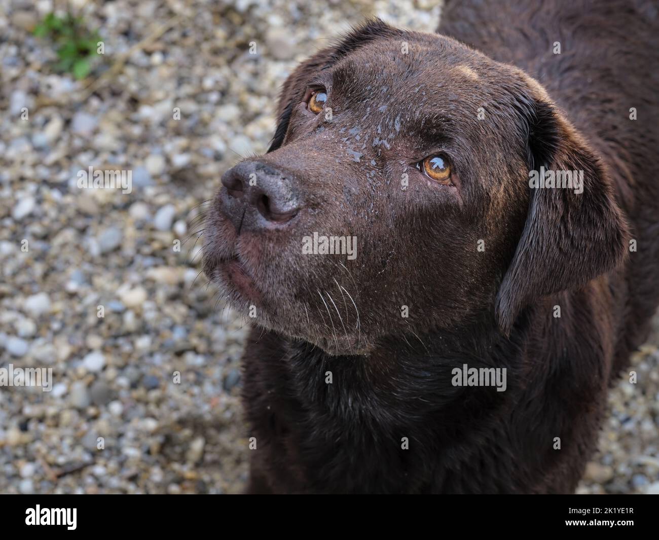 Ritratto ravvicinato di un Labrador retriever nero che guarda in alto con delicati occhi su una spiaggia di ciottoli accanto all'acqua. Immagine intima di un animale domestico all'aperto che mostra il cane Foto Stock