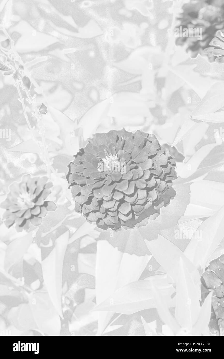 Splendidi fiori di zinnia che crescono nel giardino di fiori soleggiato. Foto Stock