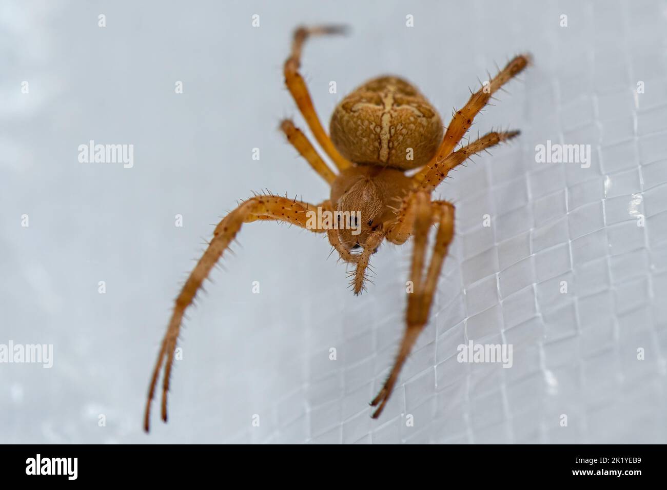 Croce Orb-weaver Spider. Foto Stock