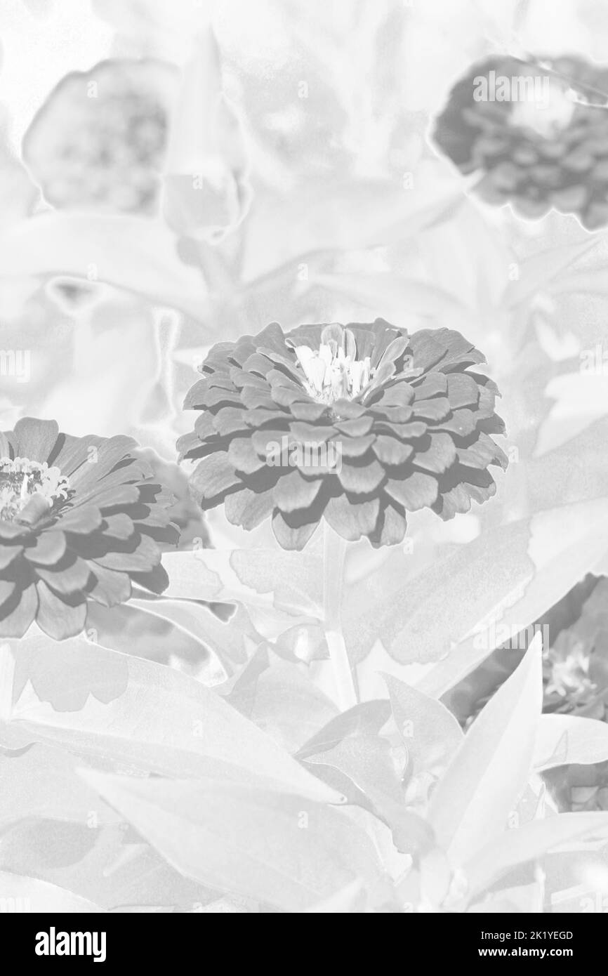 Splendidi fiori di zinnia che crescono nel giardino di fiori soleggiato. Foto Stock