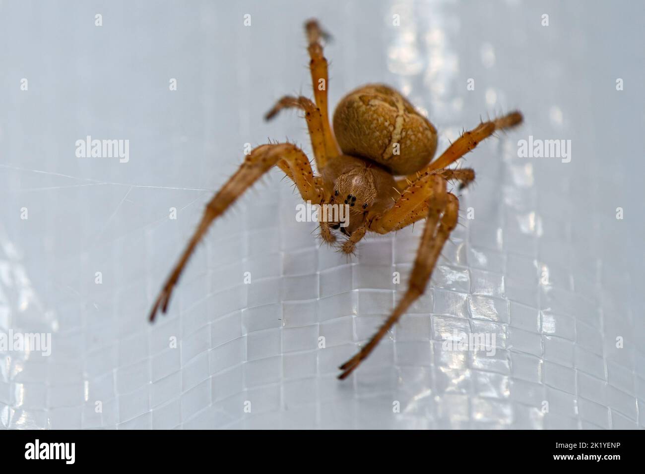 Croce Orb-weaver Spider. Foto Stock