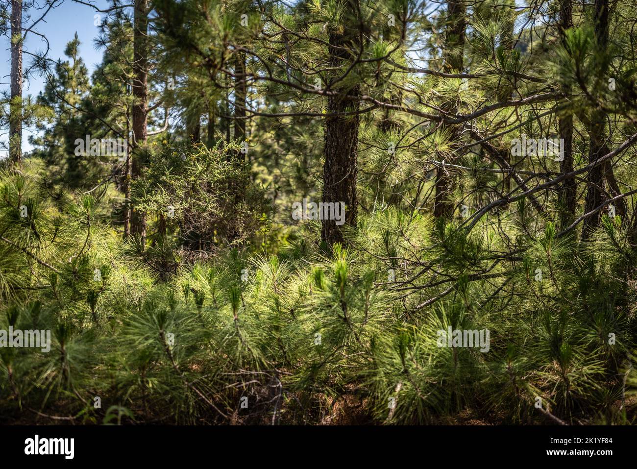 Pinus canariensis o il pino delle isole Canarie giovani germogli sfondo Foto Stock