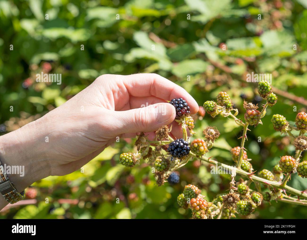 Primo piano di una mano/donna isolata all'aperto durante il sole estivo, che raccoglie bacche di mare mature e selvatiche da un cespuglio di bramble del Regno Unito. Foto Stock