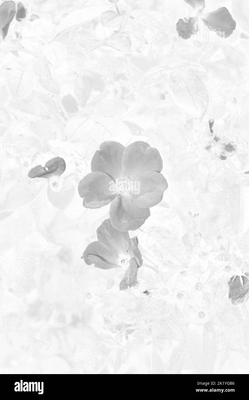 Bel fiore di rosa che cresce nei campi in bianco e nero monocromatico. Foto Stock
