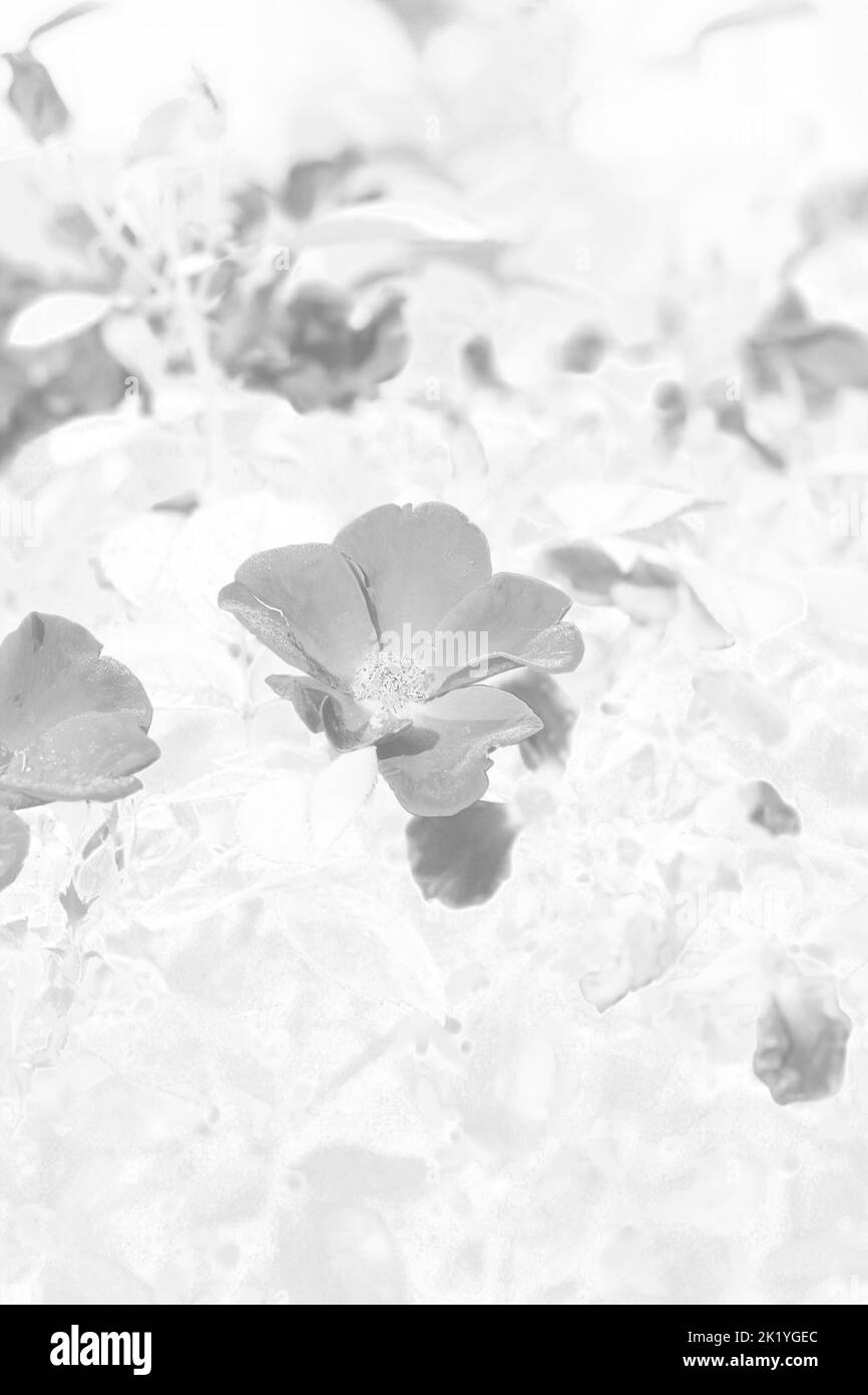 Bel fiore di rosa che cresce nei campi in bianco e nero monocromatico. Foto Stock
