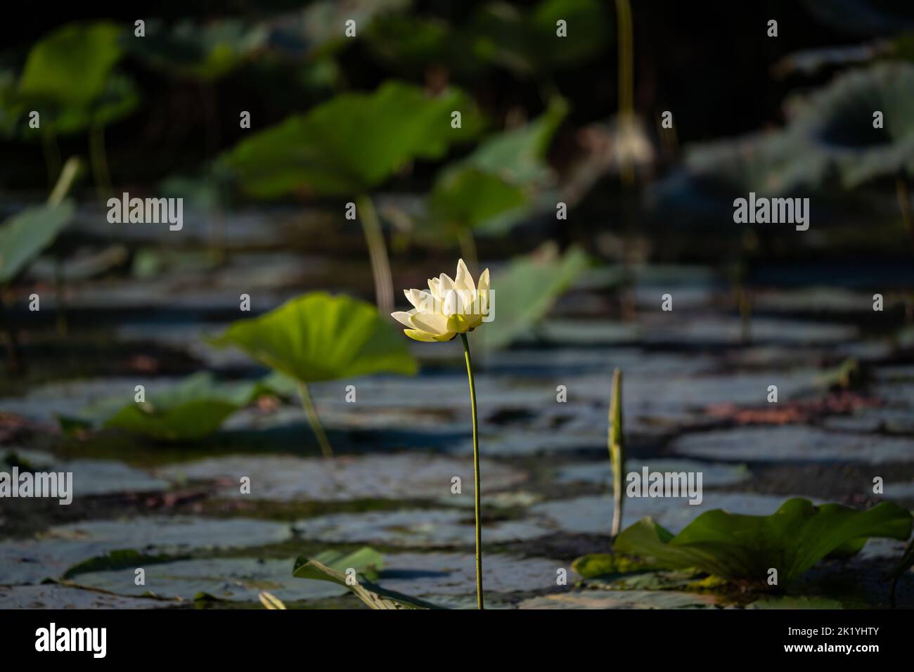 Un fuoco selettivo sparo di un fiore di loto americano su uno stagno dell'acqua Foto Stock