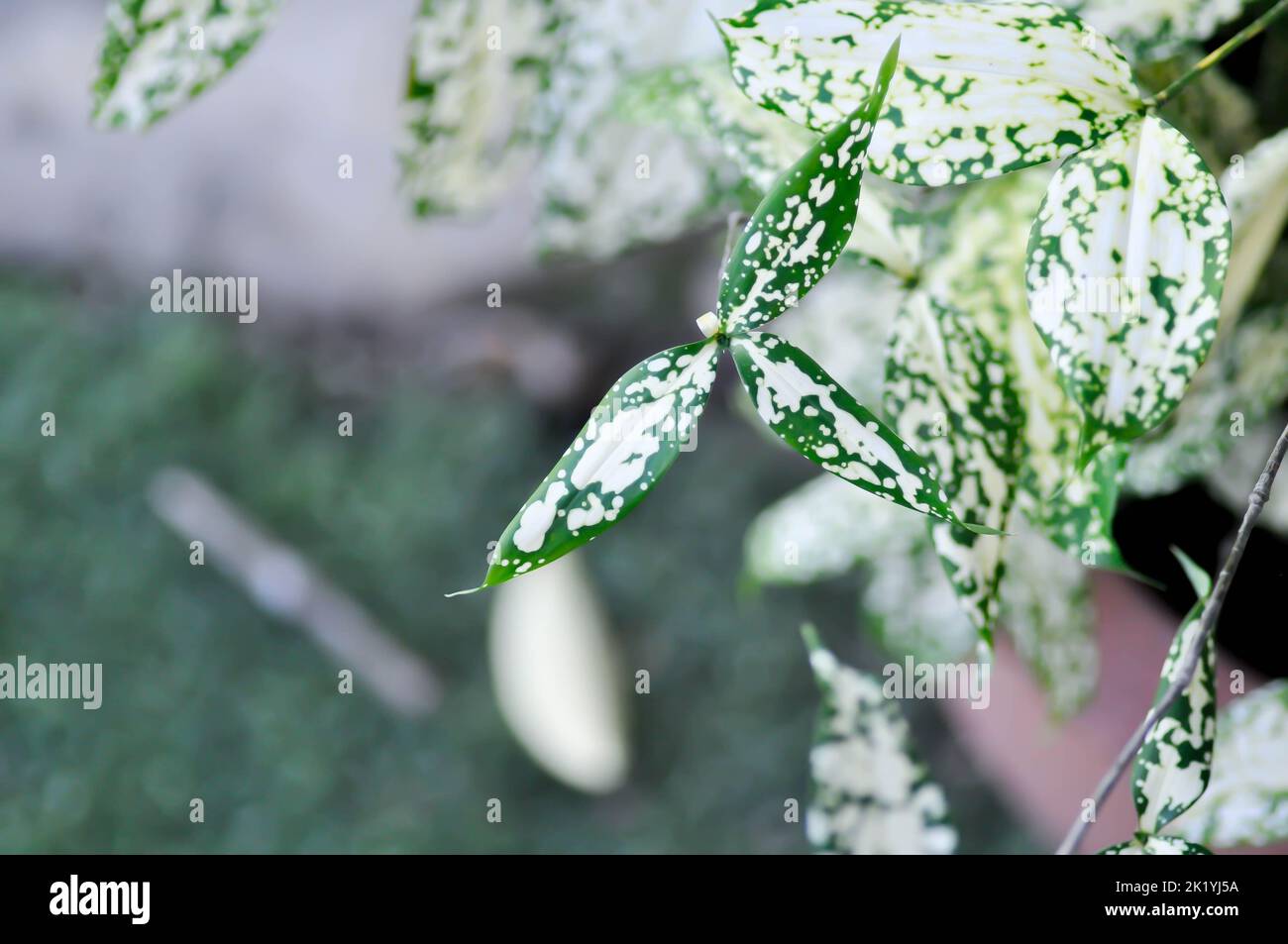 Dracaena surculosa Lindl, polvere d'oro dracaena o pianta bicolore o foglia bianca Foto Stock