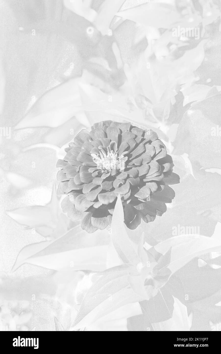 Splendidi fiori di zinnia che crescono nel giardino di fiori soleggiato. Foto Stock