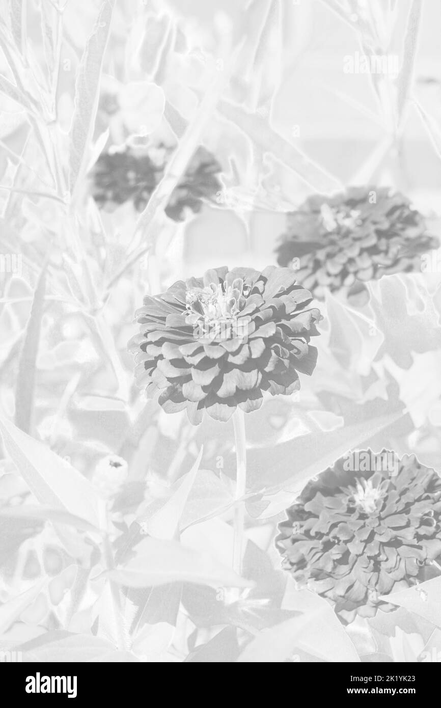 Splendidi fiori di zinnia che crescono nel giardino di fiori soleggiato. Foto Stock