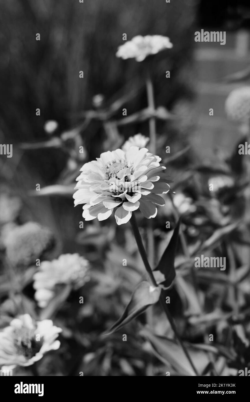 Splendidi fiori colorati che crescono nel giardino estivo in bianco e nero. Foto Stock