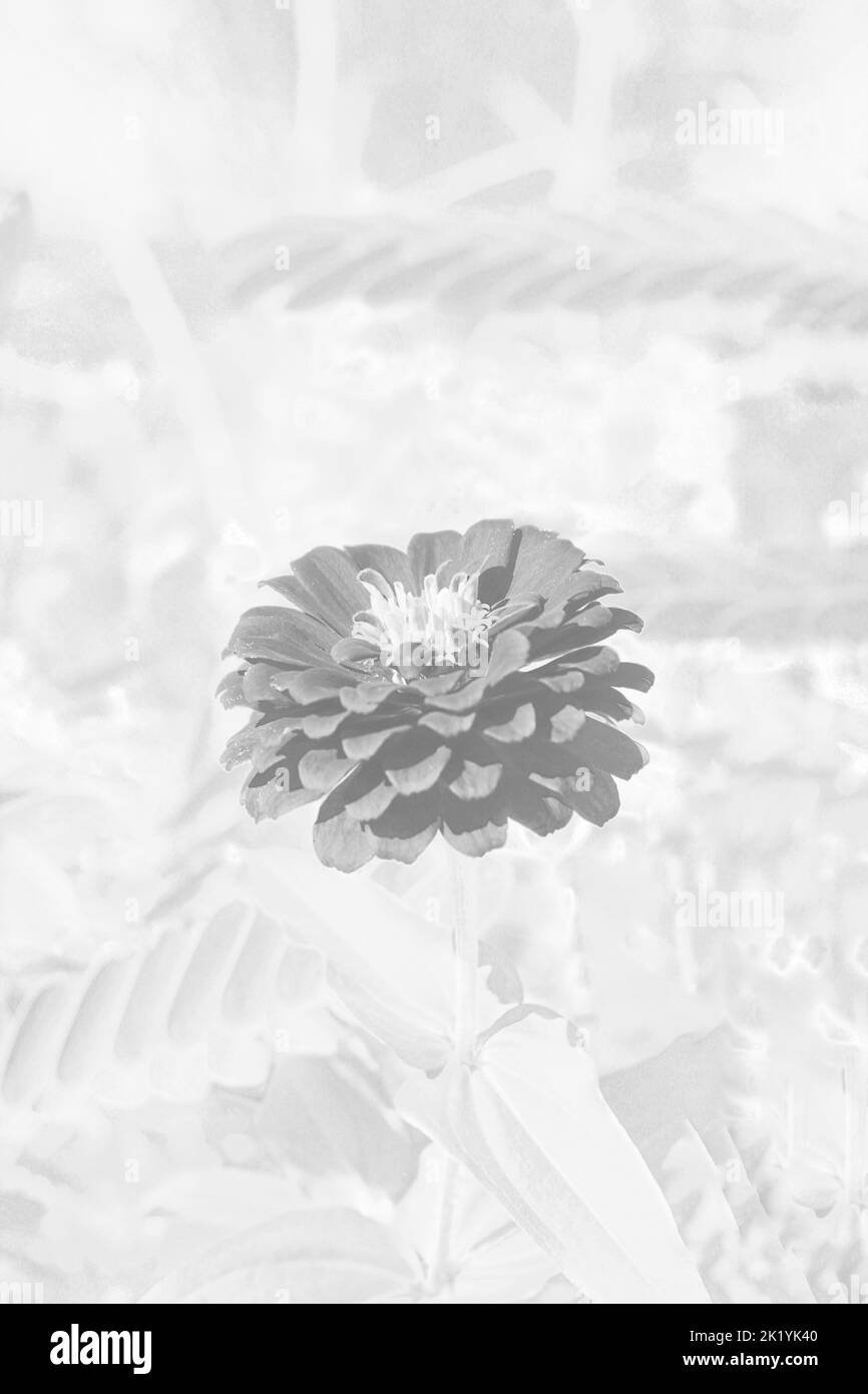 Splendidi fiori di zinnia che crescono nel giardino di fiori soleggiato. Foto Stock