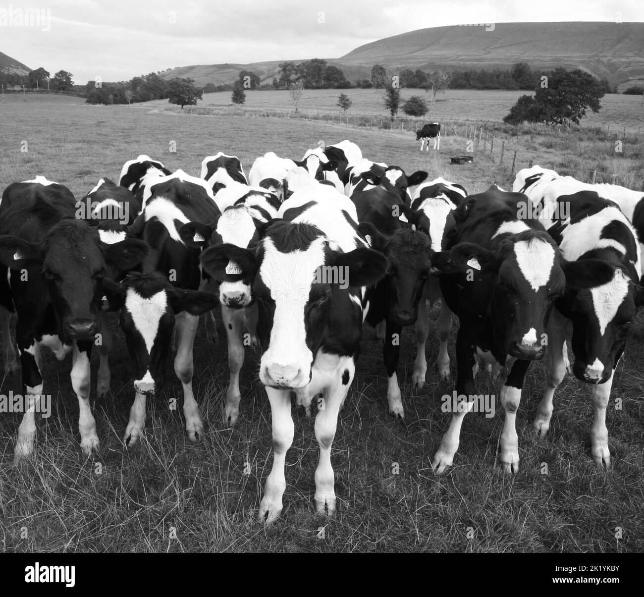 Una mandria di bovini ostruiva la rotta verso Pendle Hill, Worston, Clitheroe, Lancashire, Gran Bretagna, Europa Foto Stock