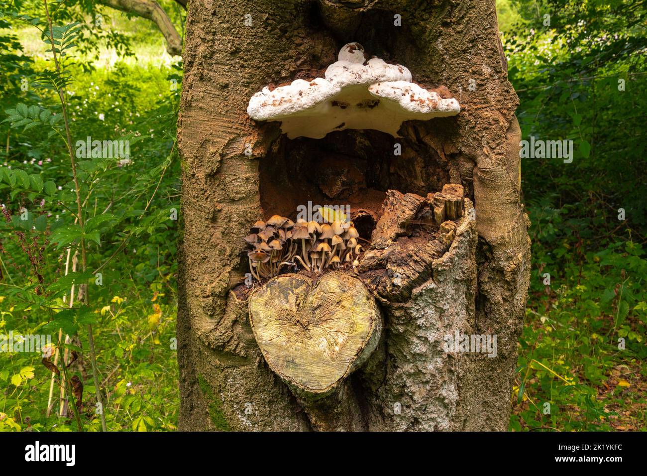 due diversi funghi coltivati su un albero nella valle del lagan Foto Stock