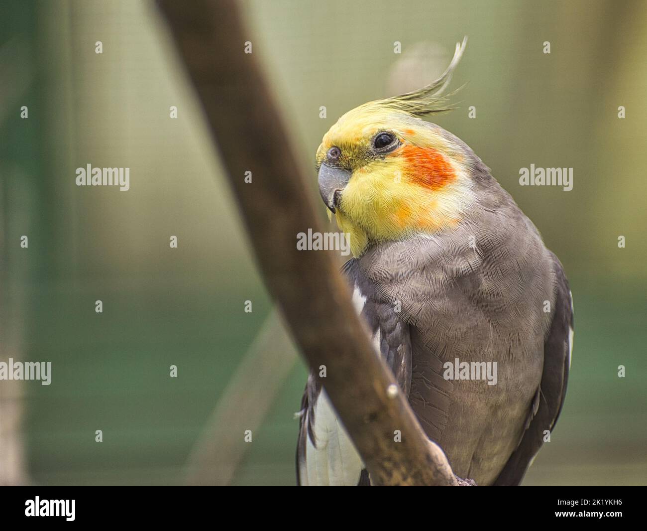 Un primo piano di un cockatiel grigio. Ninficus hollandicus. Foto Stock