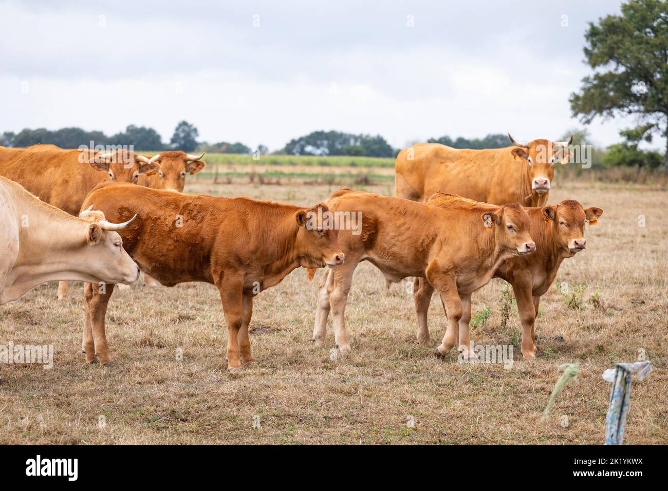 Limousin mucche e calfi in un prato in Bretagna, Francia Foto Stock