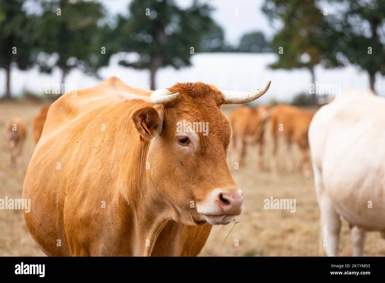 Vacca Limousin in un prato in Bretagna, Francia Foto Stock