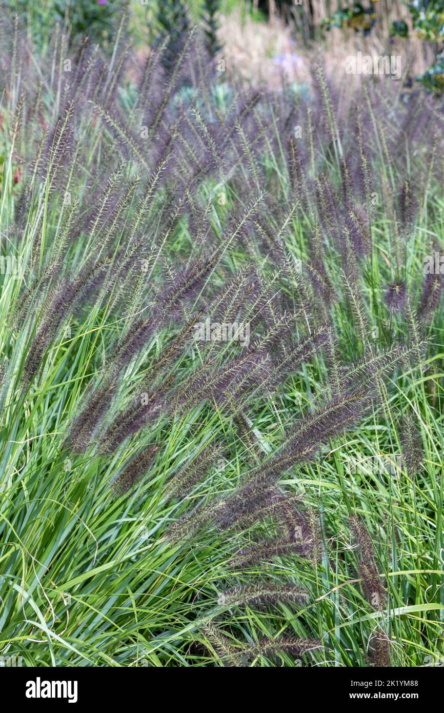 Pennisetum alopecuroides 'desiderio scuro' (erba fontana cinese) in fiore. Erba ornamentale con teste di fiore viola-nero scuro a fine estate Foto Stock