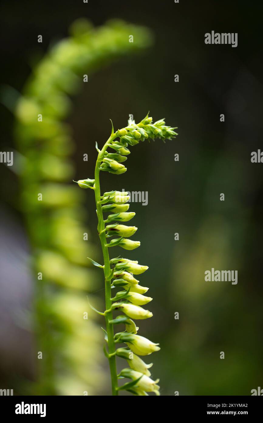 Foxguanto di paglia o foxguanto giallo piccolo (digitale lutea) in fiore Foto Stock