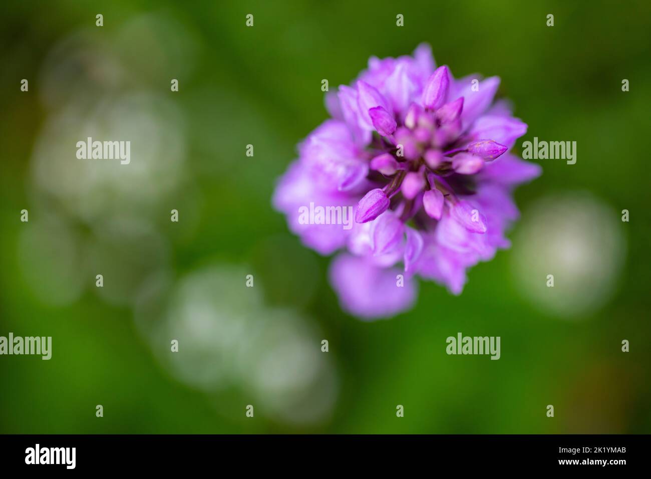 Brughiera macolata-orchidea o brughiera macolata (Dactylorhiza maculata) Foto Stock