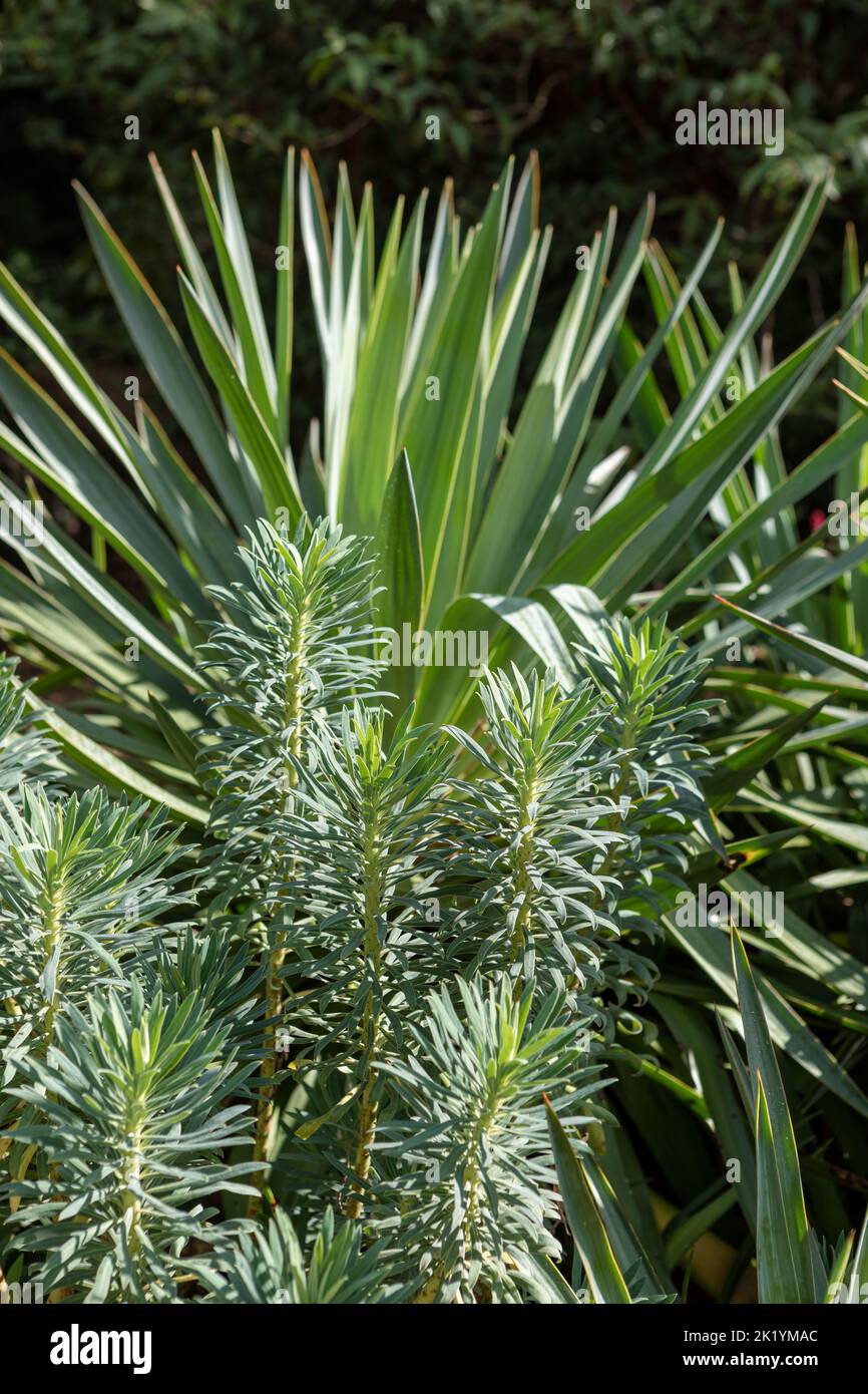 Forme fogliacee di Euphorbia characias subsp. Wulfenii (spurge mediterraneo) con Yucca gloriosa (pugnale spagnolo) sullo sfondo Foto Stock