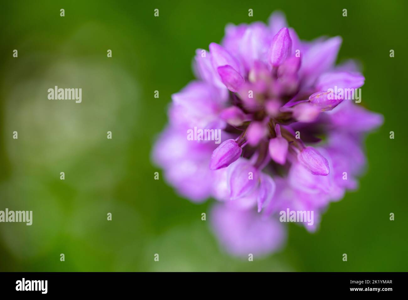 Brughiera macolata-orchidea o brughiera macolata (Dactylorhiza maculata) Foto Stock