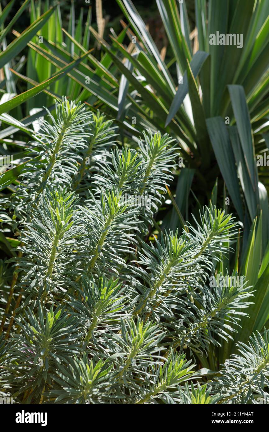 Forme fogliacee di Euphorbia characias subsp. Wulfenii (spurge mediterraneo) con Yucca gloriosa (pugnale spagnolo) sullo sfondo Foto Stock