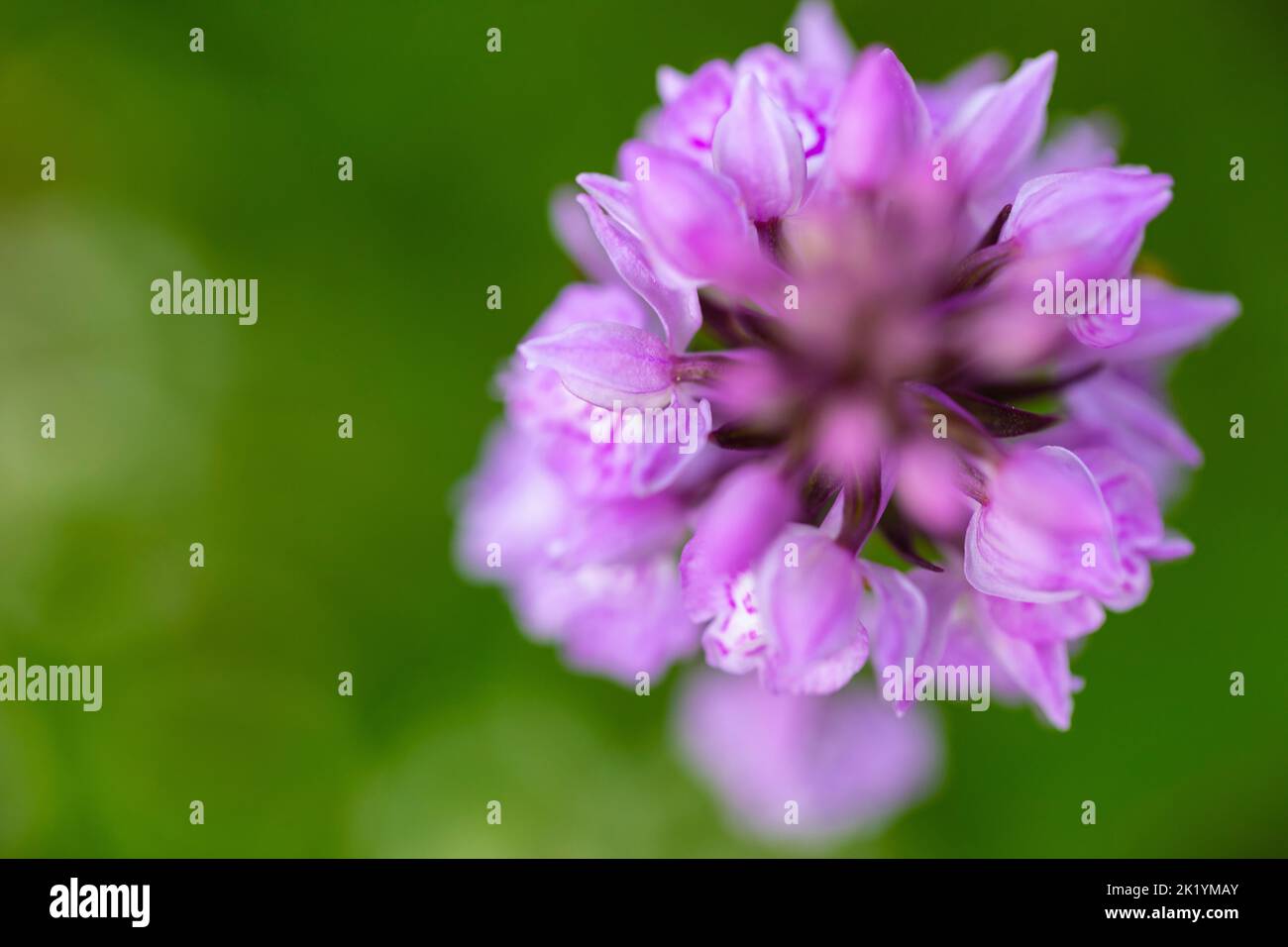 Brughiera macolata-orchidea o brughiera macolata (Dactylorhiza maculata) Foto Stock