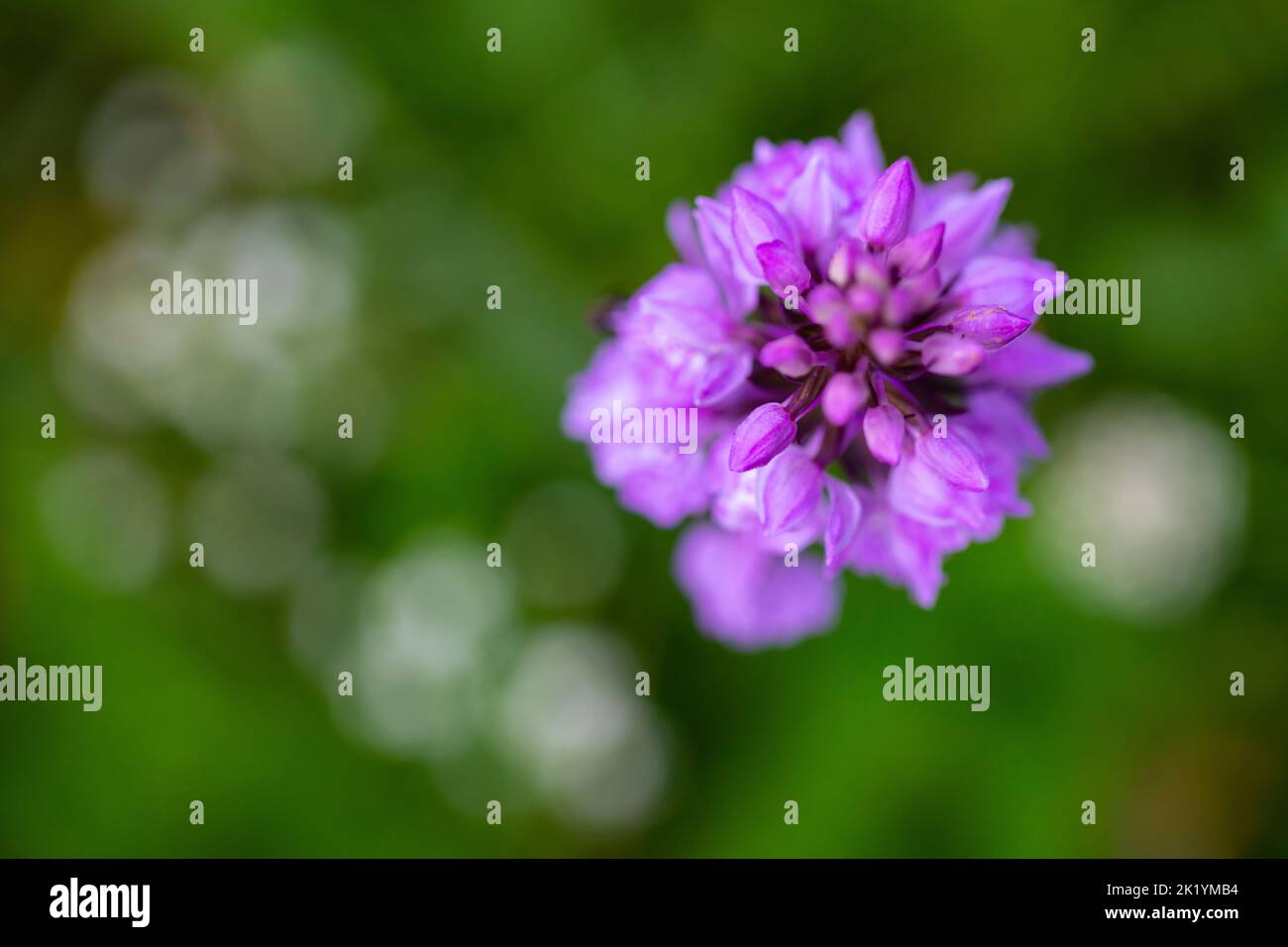 Brughiera macolata-orchidea o brughiera macolata (Dactylorhiza maculata) Foto Stock