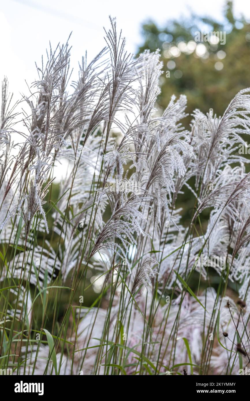 Erba ornamentale Miscanthus sinensis 'Nishidake' - fiori bianco-argenteo e piume tenuti in alto sul fogliame Foto Stock