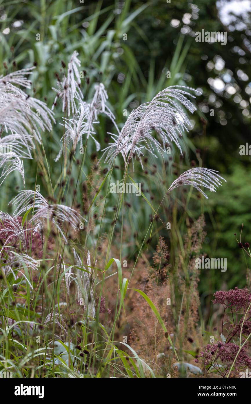 Erba ornamentale Miscanthus sinensis 'Nishidake' - fiori bianco-argenteo e piume tenuti in alto sul fogliame Foto Stock